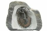Thysanopeltis Trilobite - Boudib, Morocco #348409-1